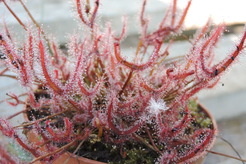 forked leaf sundew plant with red prongs