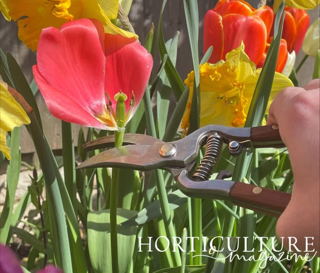 secateurs being used to deadhead the top of the stem from a tulip plant