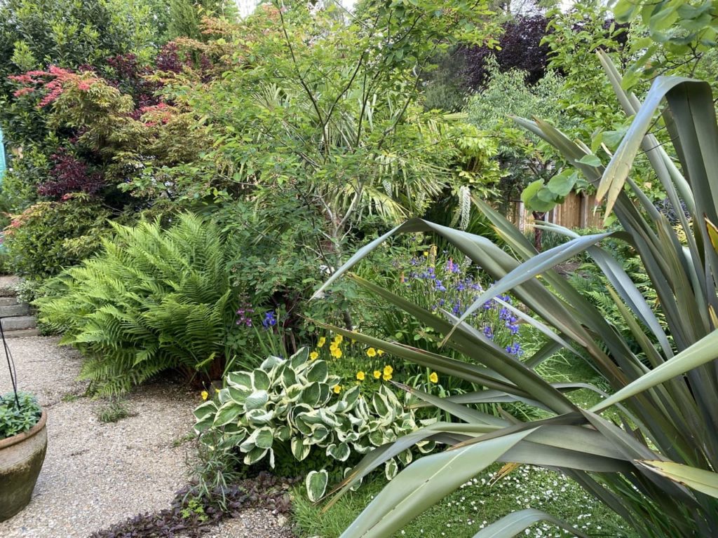 green foliage plants such as ferns and hostas growing next to a gravel path in the 13 Broom Acres garden
