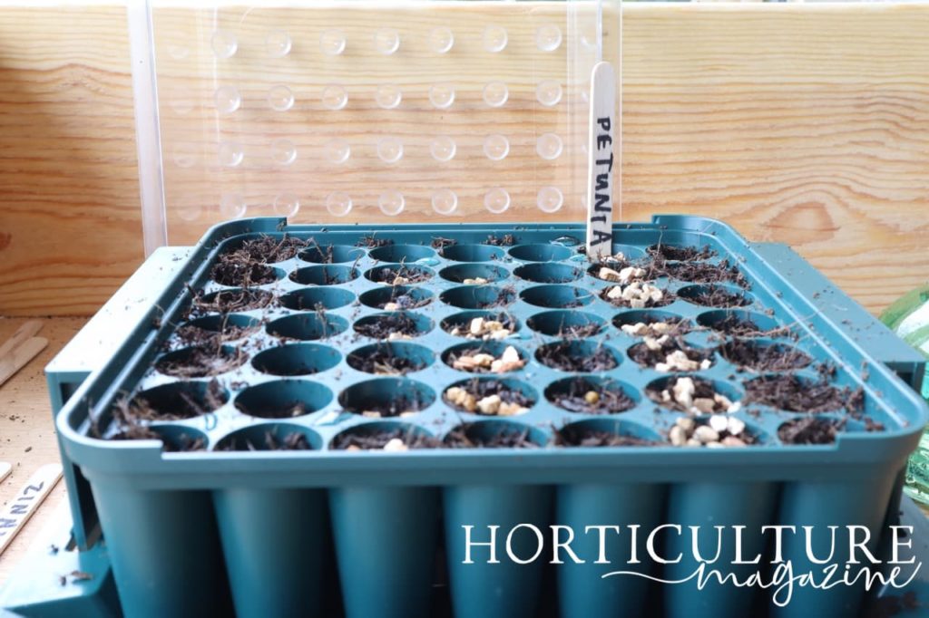 a seed tray with modules labelled 'Petunia'