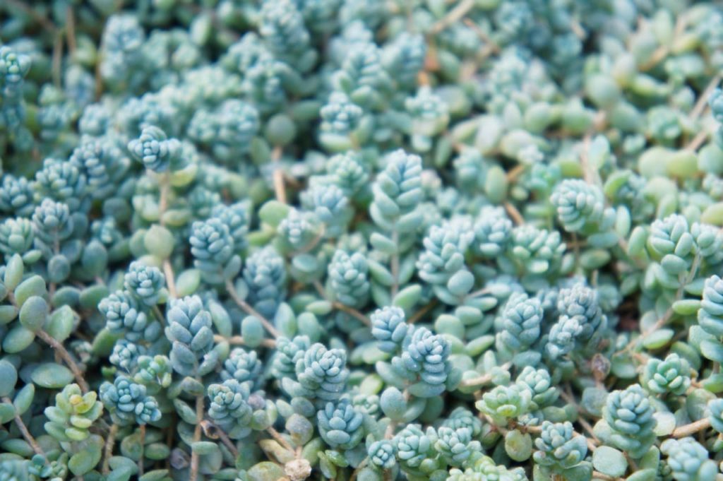 fleshy green and blue leaves from an S. dasyphyllum growing in rosette form