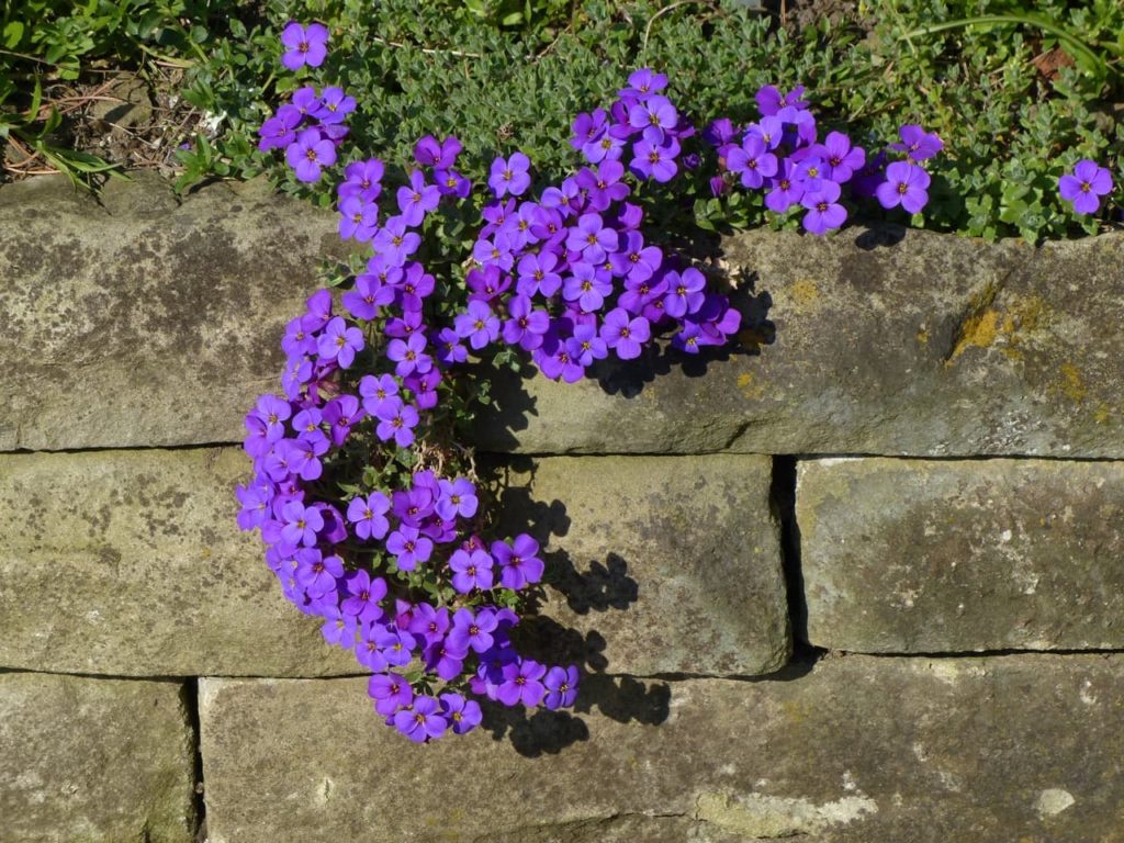 Aubrieta blaumeise with purple flowers and small green leaves growing along a brick wall 