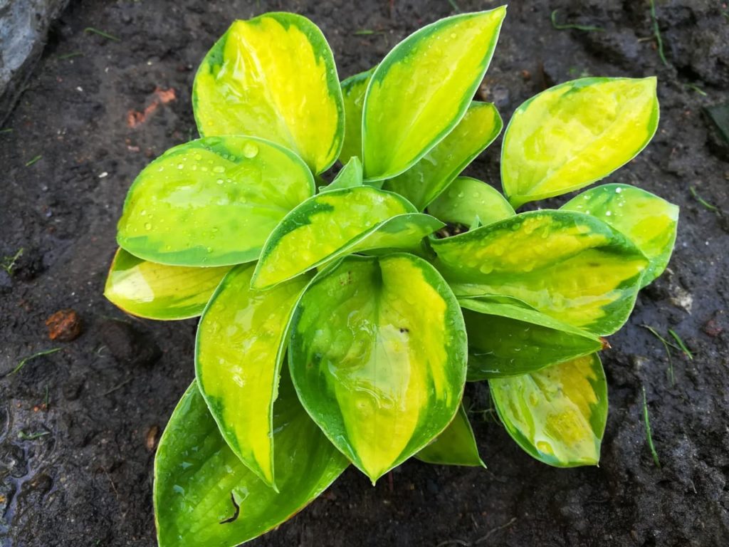 'Rainforest Sunrise' plantain lily with rounded green variegated leaves covered in water droplets