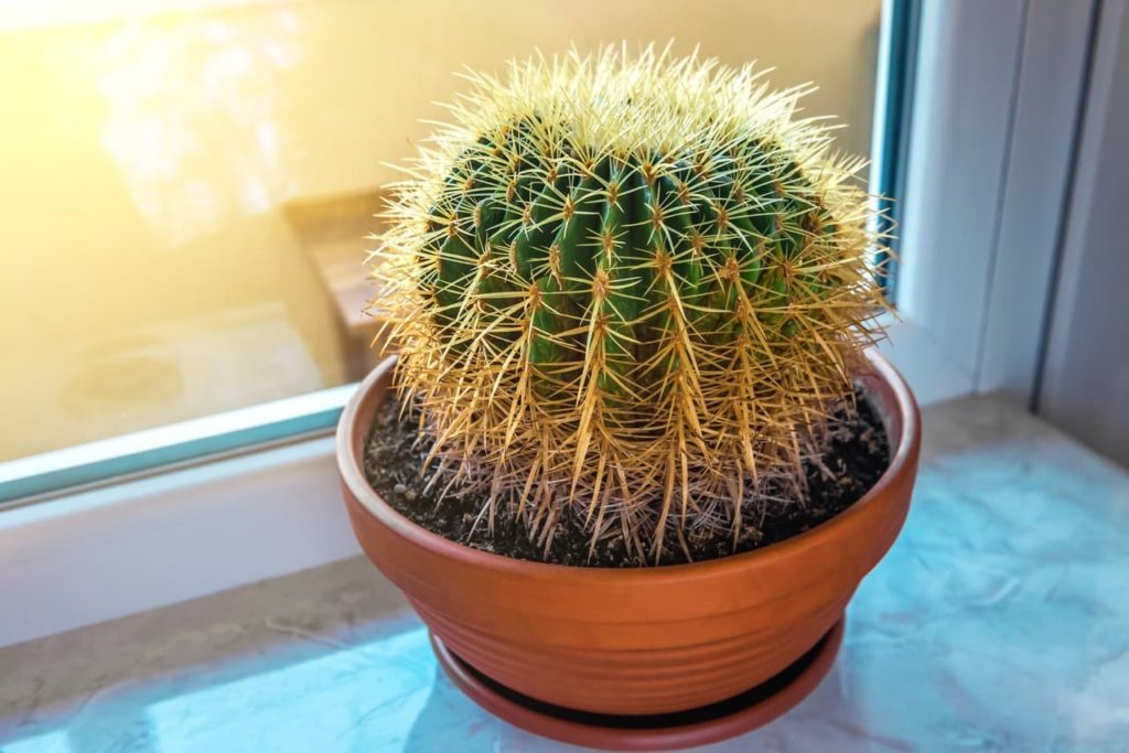 round potted cactus covered in yellow spikes on a windowsill