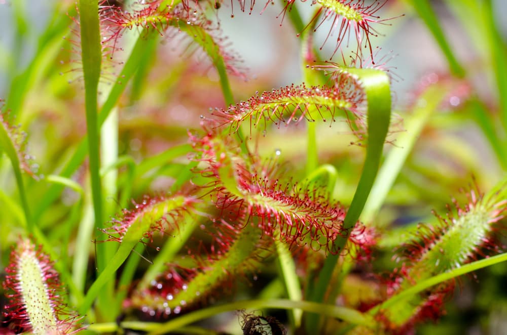 red and green leaves of D. capensis