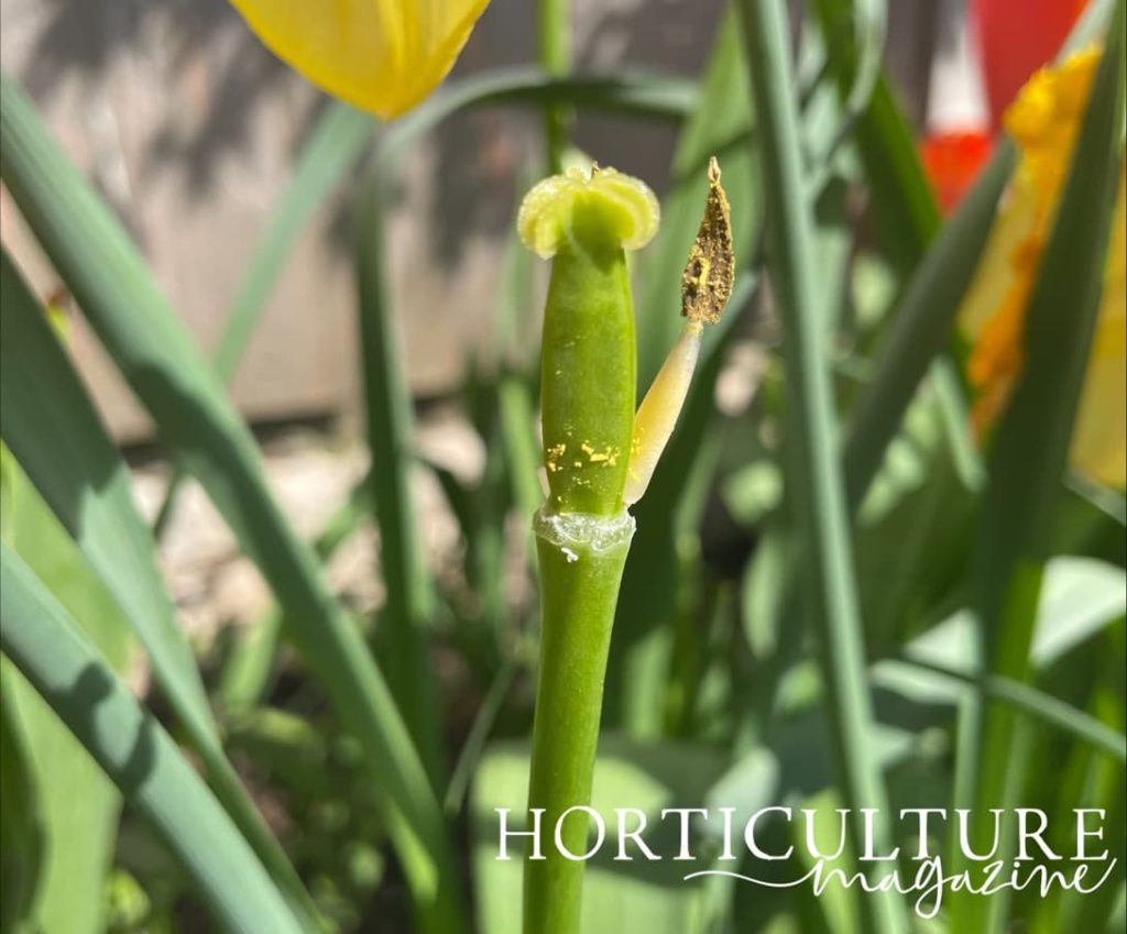 a spent stem from a tulip plant with no petals left
