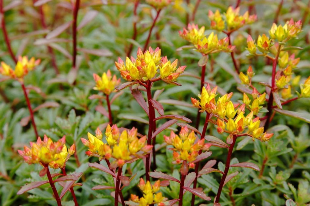 upright red stems from orange stonecrop plants with green flower buds forming
