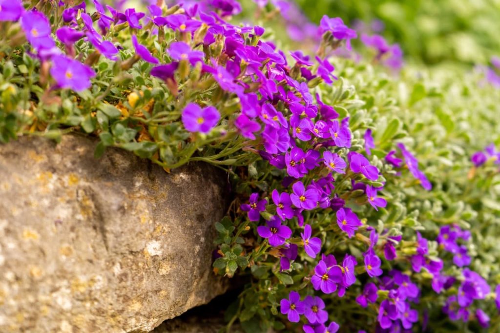 purple flowers from an Aubrieta 'Cascade Blue' plant growing along a brick wall