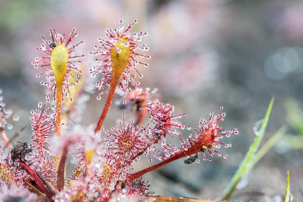 D. capensis with unusual red and yellow leaves with tiny globular residue on their ends