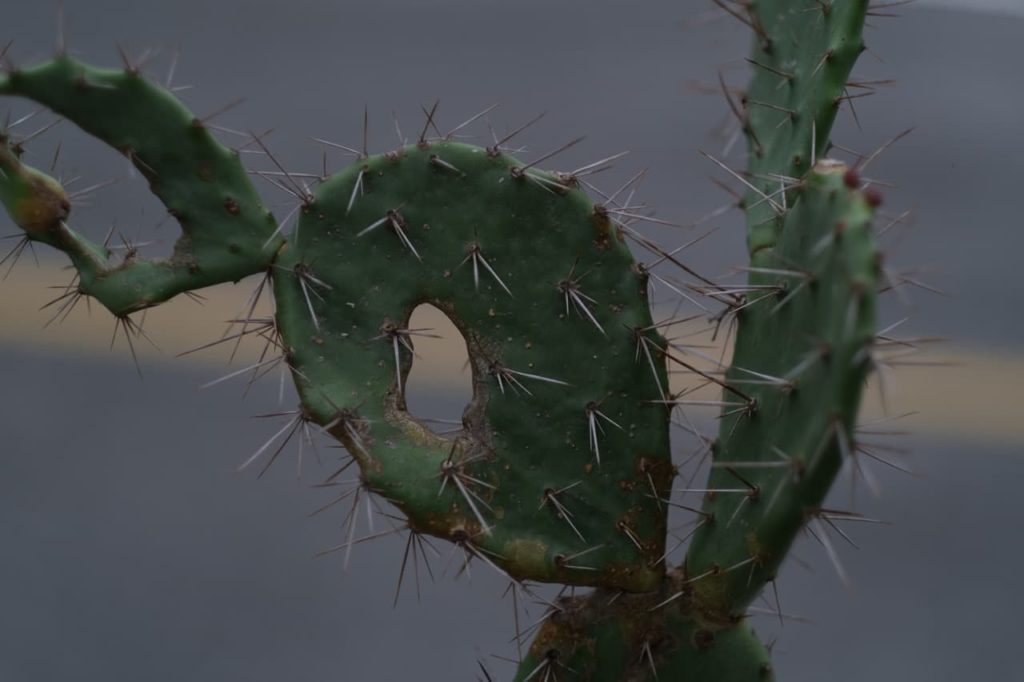 a flat opuntia cactus with lots of fine sharp spikes and holes on its surface