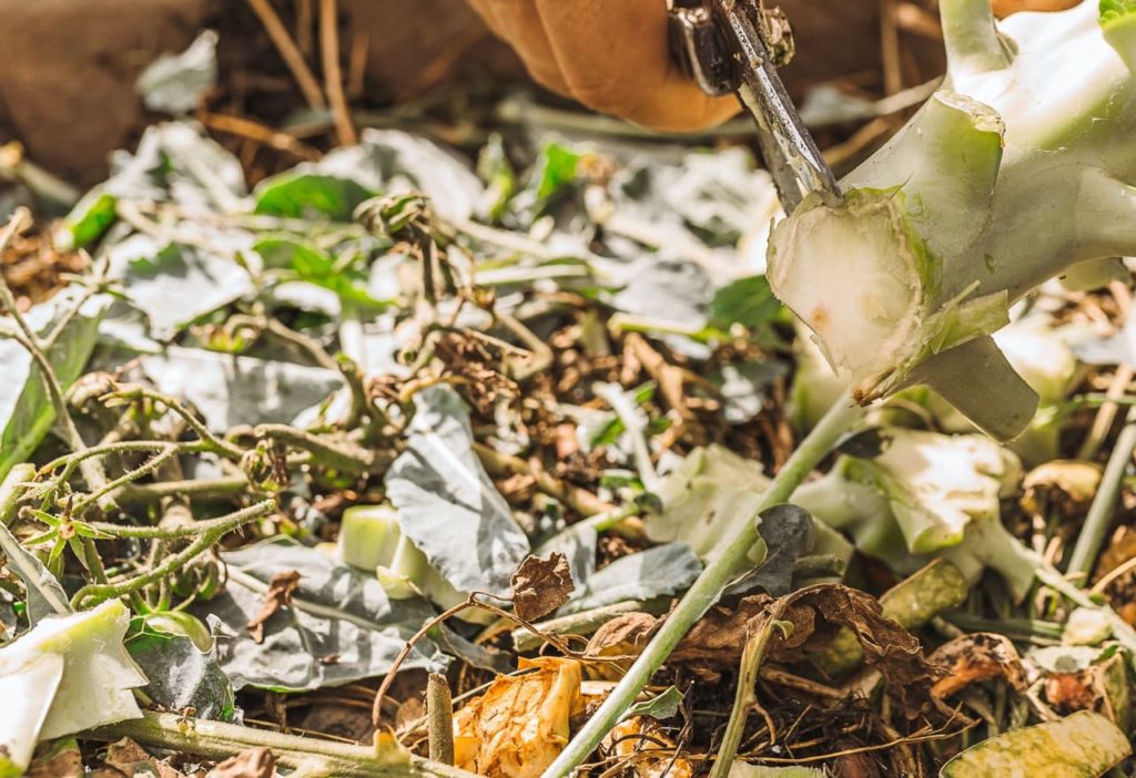 gardening secateurs being used to cut up the stem of a broccoli before composting
