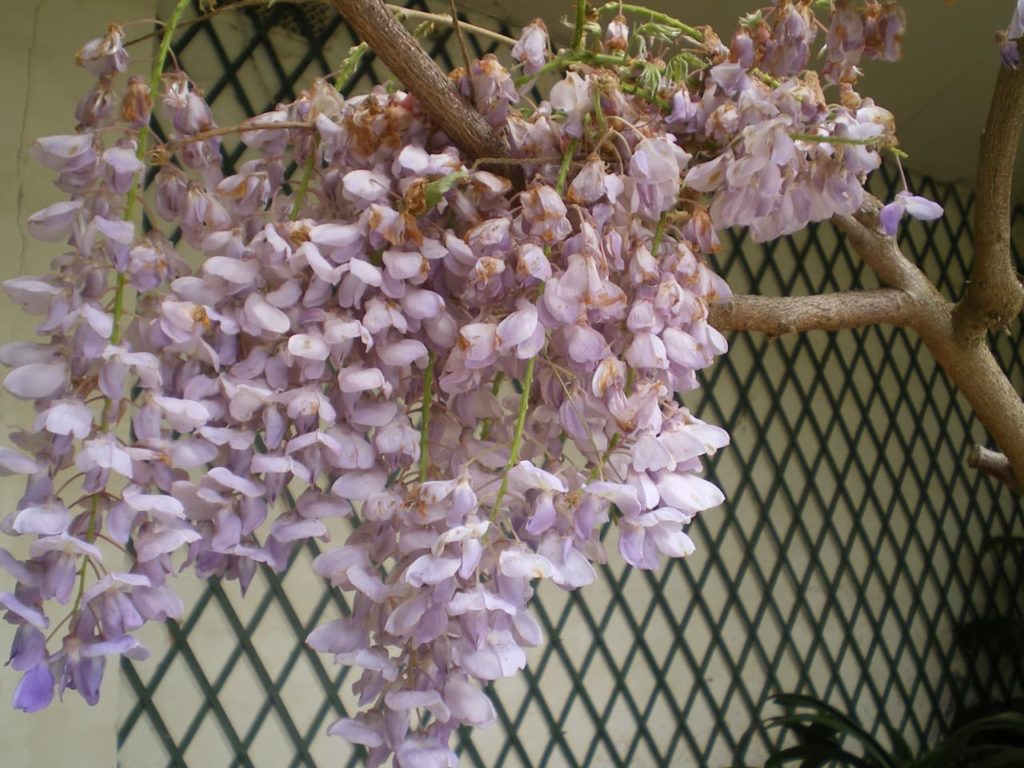 a woody wisteria with cascading purple flowers and a lattice-like trellis in the background