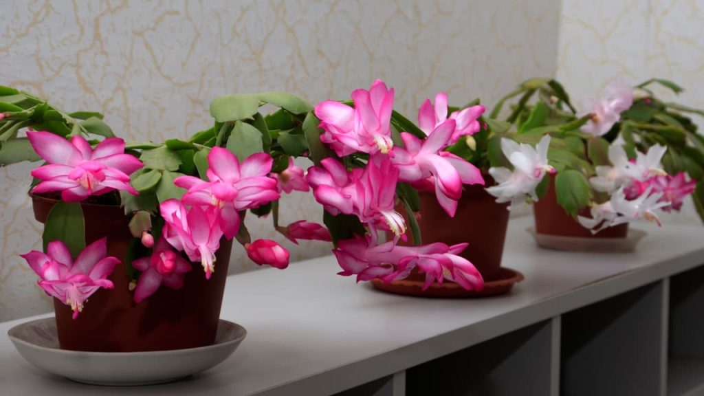 potted christmas cacti on a white shelf with waxy leaves and pink and white star-shaped flowers
