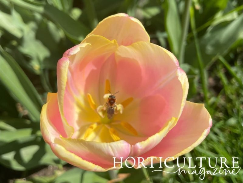 Deadheading Tulips With Adam Kirtland Horticulture.co.uk