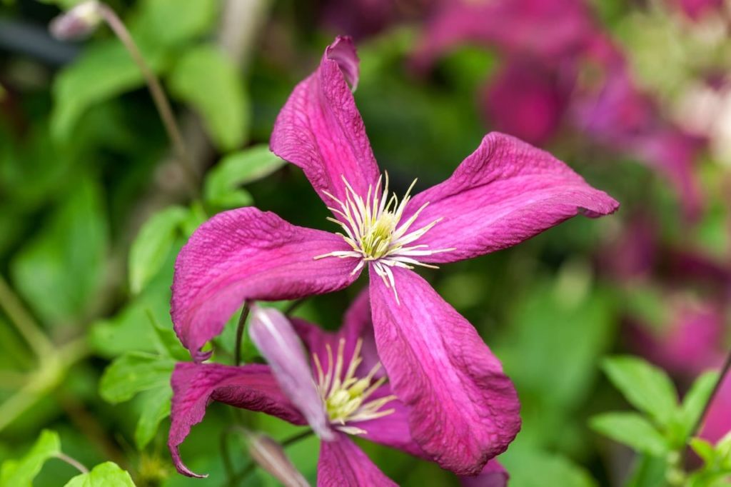 Clematis 'Madame Julia Correvon' with star-shaped pink flowers that are starting to curl and die back