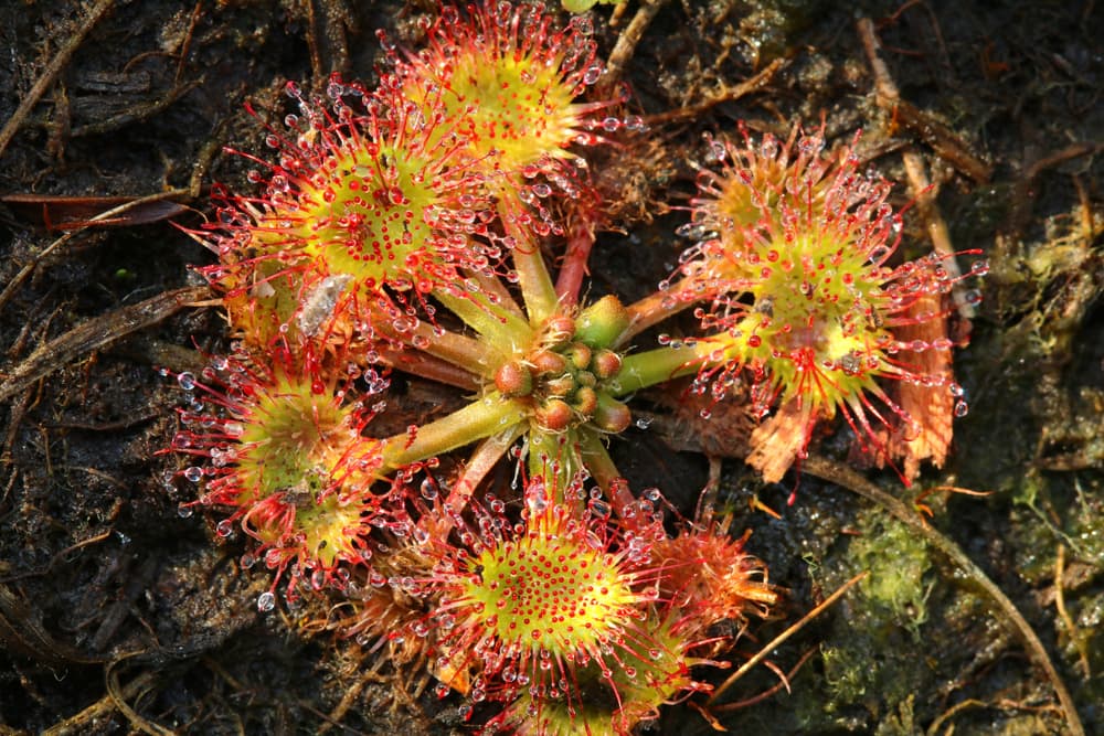 Drosera rotundifolia growing from waterlogged ground