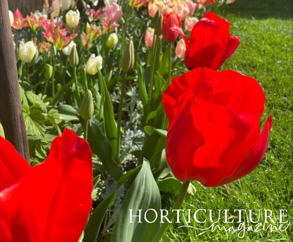 bright red tulips growing in a garden bed with some cream and pink varieties in the background