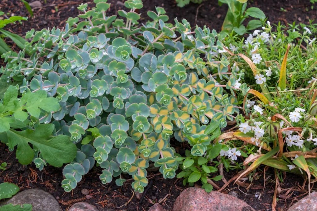 S. sieboldii 'Mediovariegatum' with waxy, fleshy rounded green leaves, some of which have yellow variegation