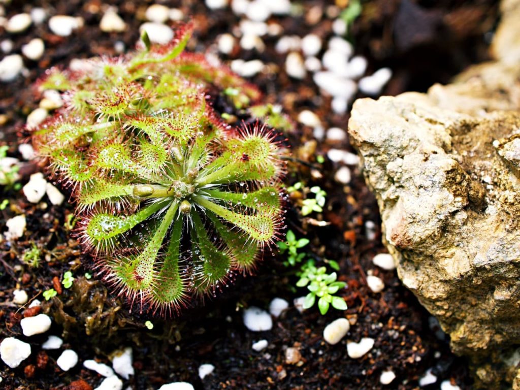 Fraser island Spatula sundew with thin spikes growing form the spatula-like leaves