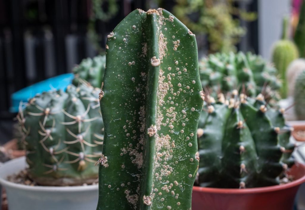 Hylocereus undatus plant in a pot covered in scale insects