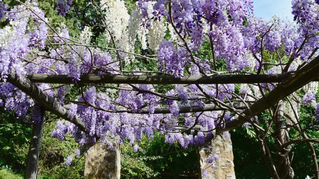 lavender coloured flowers of wisteria growing in racemes over the edges of a wooden structure