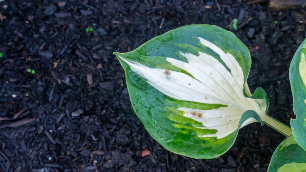 rounded large leaf of a 'dream queen' hosta with white variegation marking the middle of a green leaf