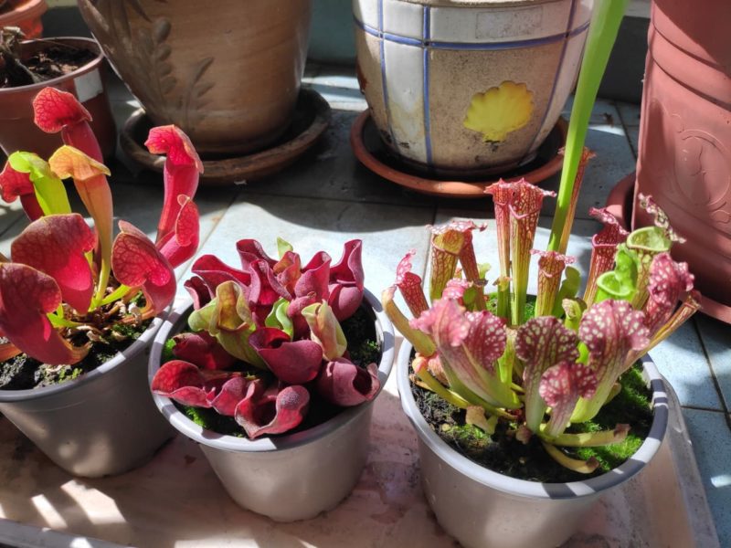 Sarracenia 'Trumpet Pitcher' Care & Growing Horticulture