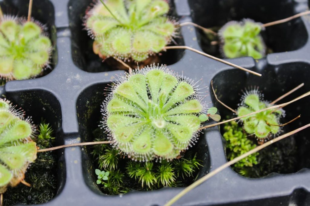 small Drosera burmanni plants growing in a propagation tray