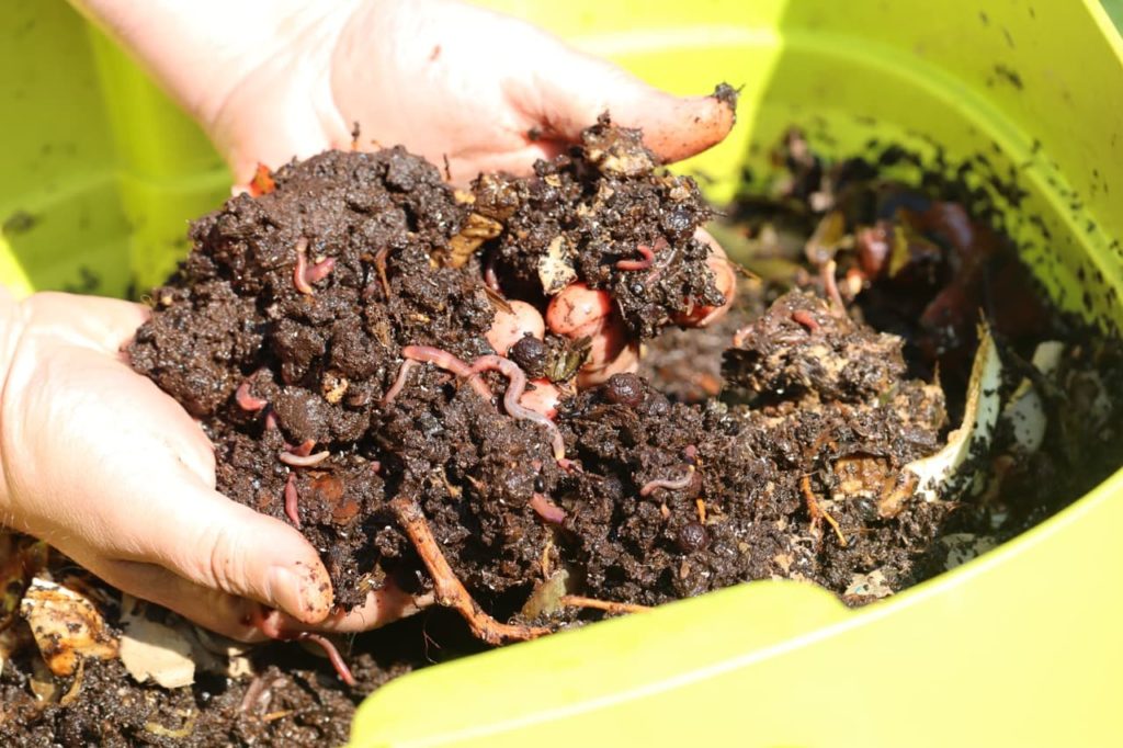 gardener sifting through a small compost bin with moist compost that is full of worms