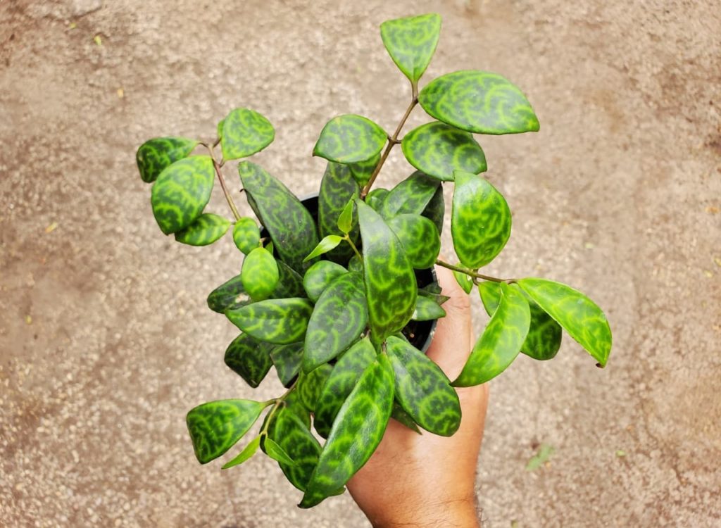Aeschynanthus longicaulis with green leaves in a pot