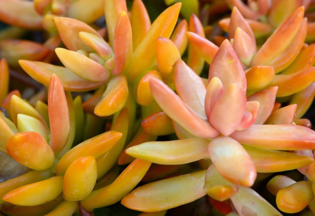 close-up of the orange-red succulent leaves on an S. nussbaumerianum plant