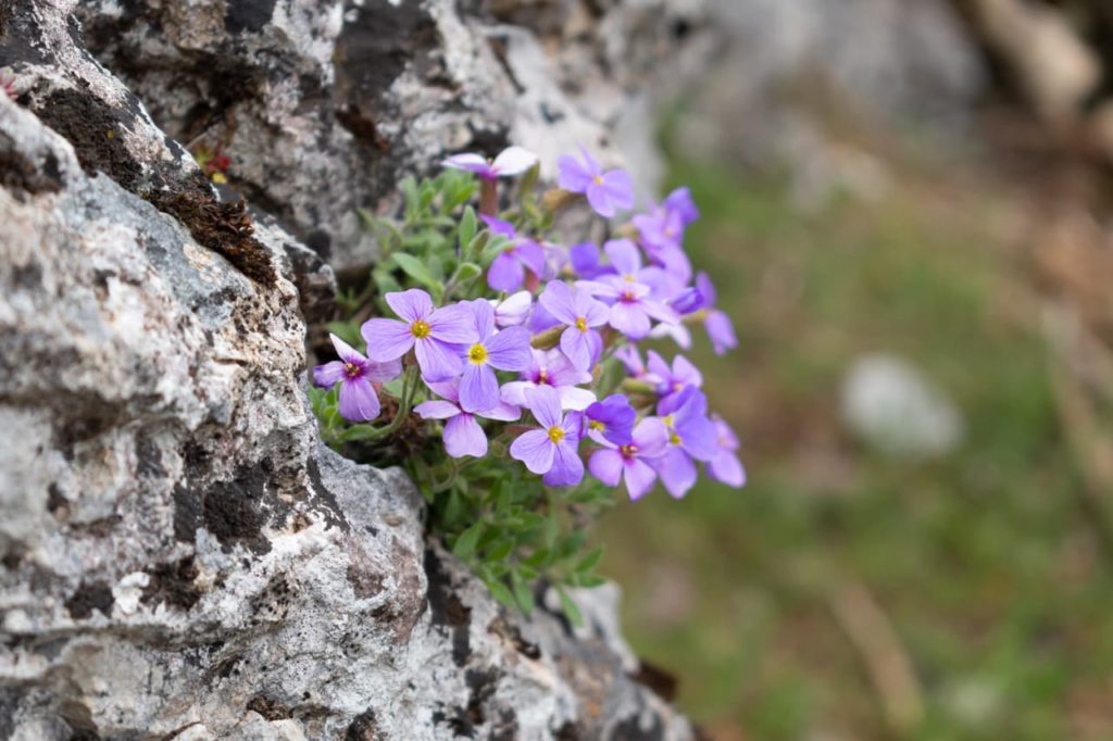 Aubrieta deltoidea with pale purple flowers growing from a rocky wall