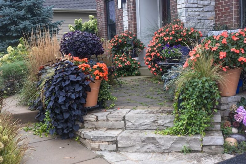 How To Grow Impatiens 'Busy Lizzies' Horticulture.co.uk