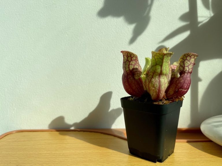 Sarracenia 'Trumpet Pitcher' Care & Growing Horticulture