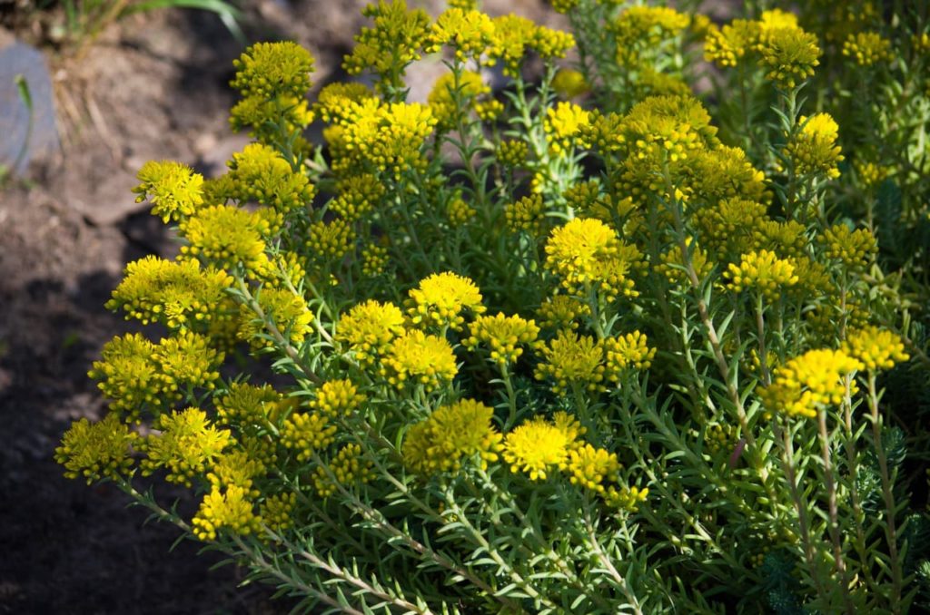 reflexed stonecrop with long green stems with thin leaves and yellow clusters of flowers