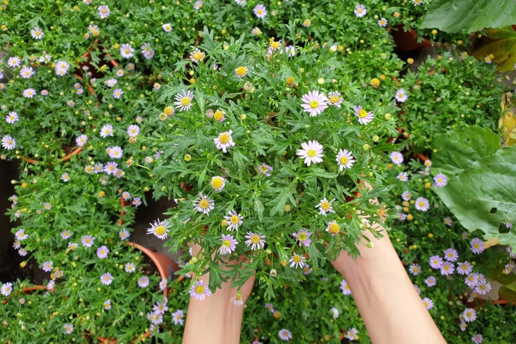Brachyscome multifida in pots with daisy-like pale pink flowers with yellow centres