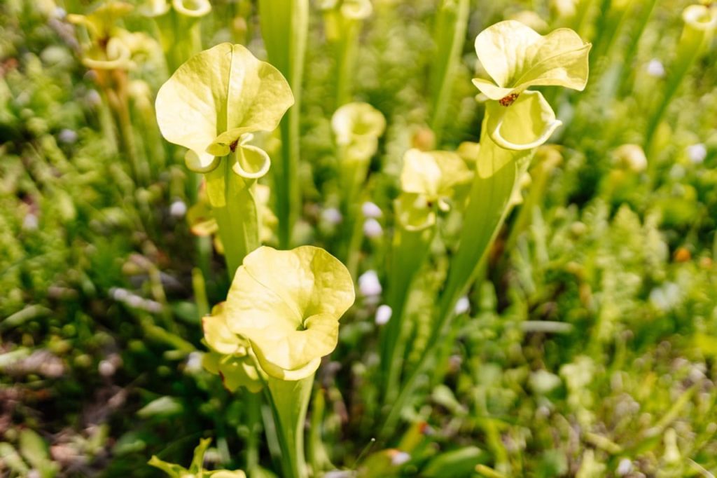 S. alabamensis plants