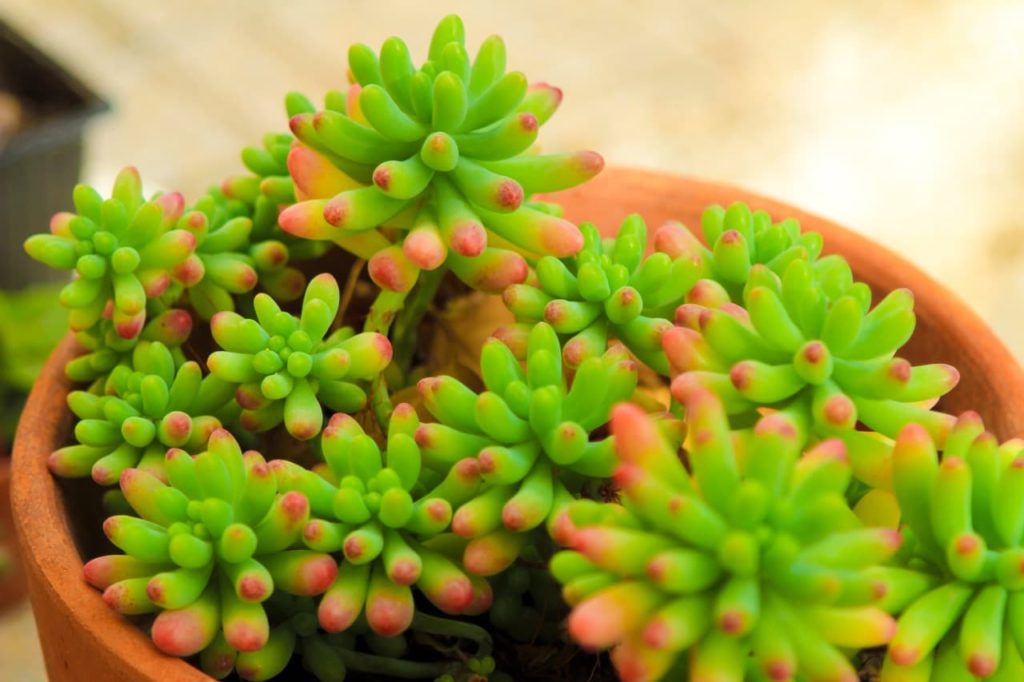 potted S. × rubrotinctum with tubular fleshy leaves that are tinged with red at their tips