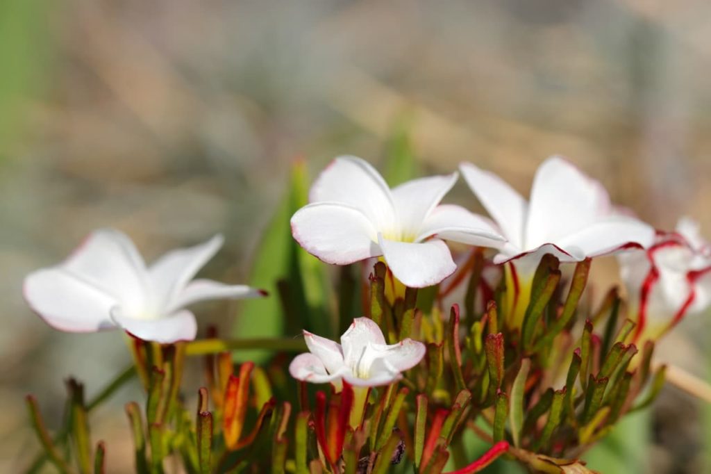 Striped-Flowered Wood Sorrel with tubular red and green leaves and white flowers