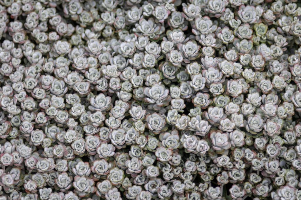 lots of rosette-forming grey succulent leaves with purple tinges on their edges from Sedum spathulifolium 'Cape Blanco' plants growing as ground cover