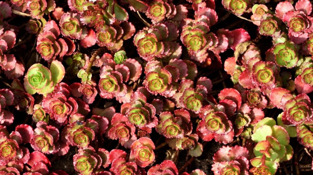 purple spoon-leaved stonecrop in red and green