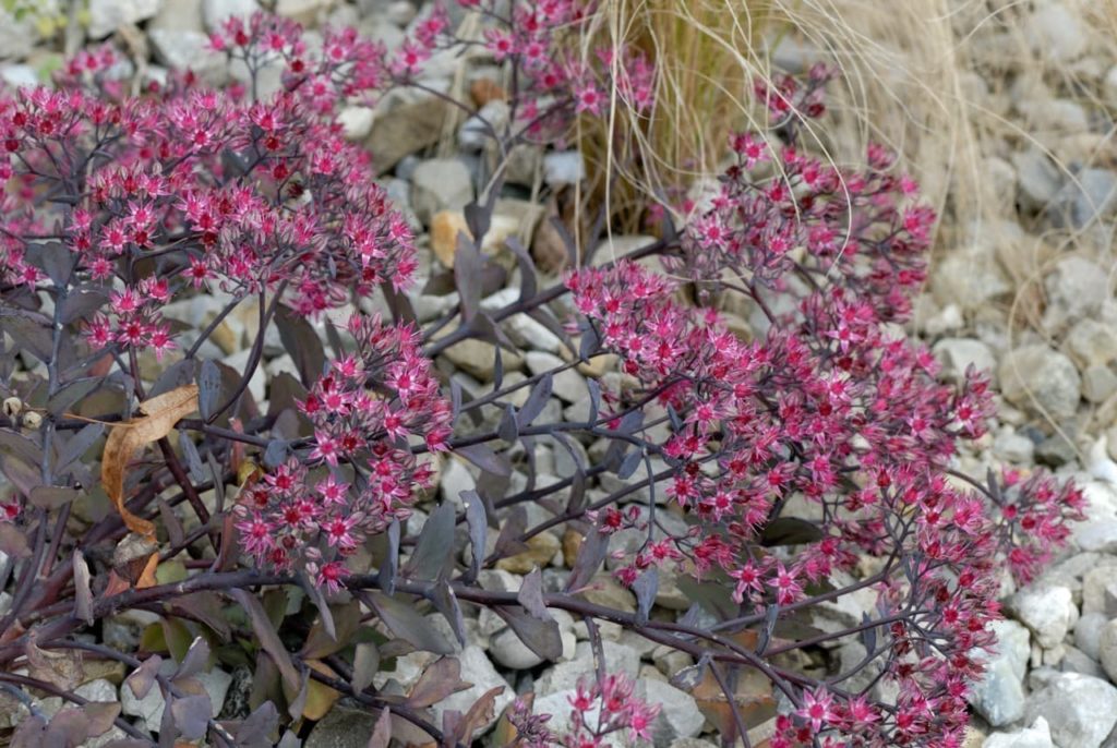 red, star-shaped flowers and dark purple stems of stonecrop 'Vera Jameson' plant growing on a stone covered ground