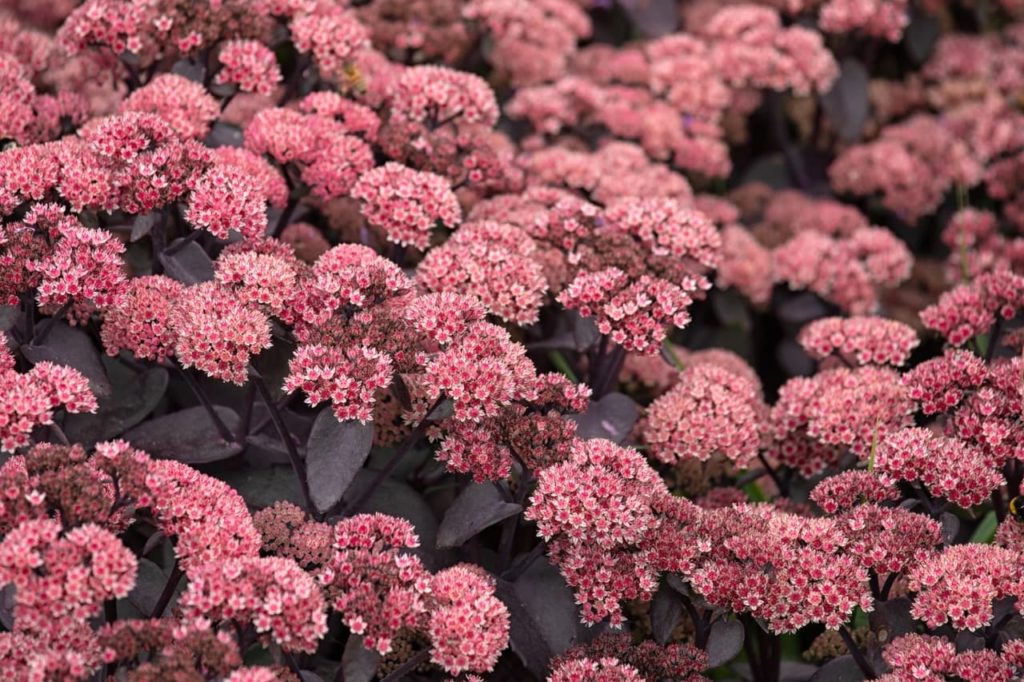 Sedum telephium 'Xenox' with pink globular clusters of tiny flowers and dark purple lanceolate leaves