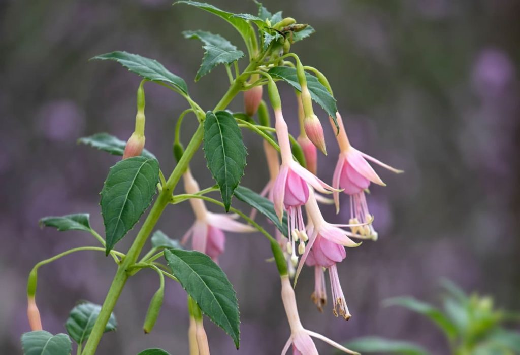 F. 'Whiteknights Pearl' shrub with serrated lanceolate leaves and pale pink flowers