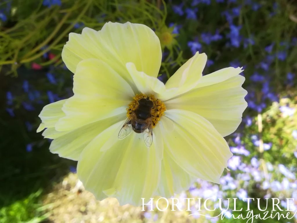 pale yellow flower with a bee resting on the flower's deep orange centre 