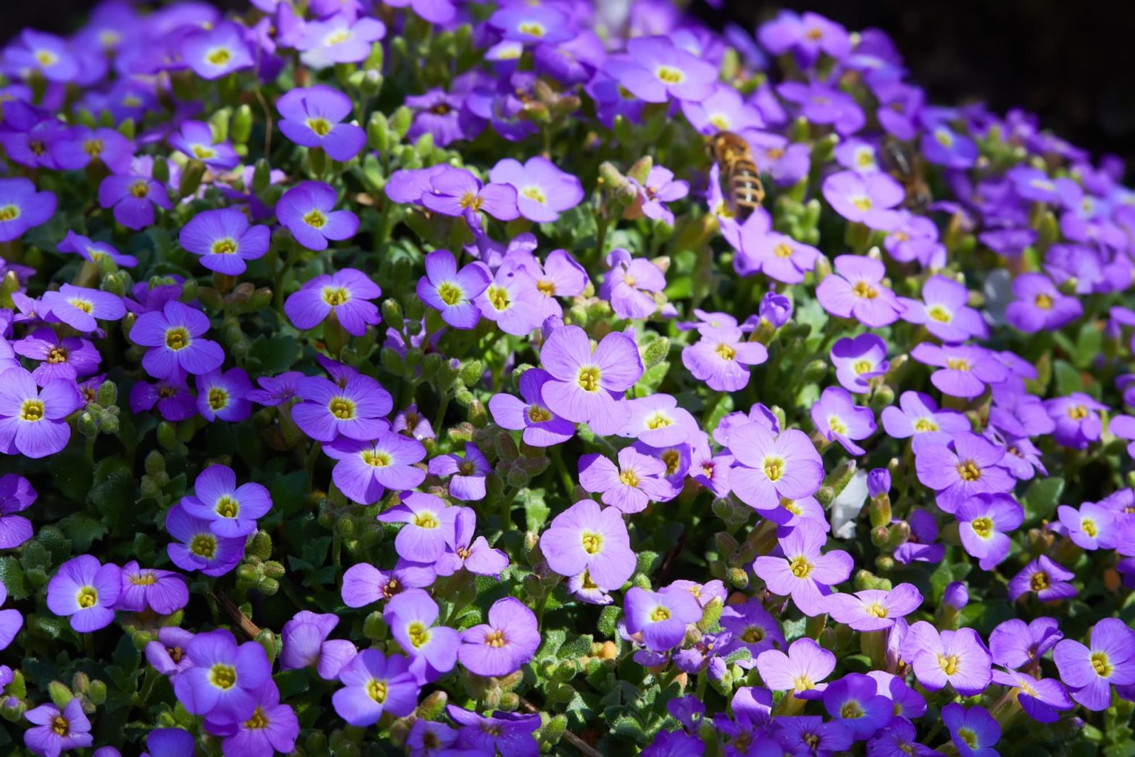 Aubrieta deltoidea shrub with lots of purple flowers