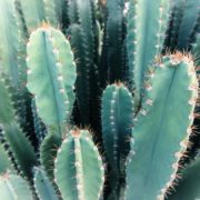 blue-green fleshy and tall bodies of cacti with their ribs covered in small thin creamy spikes