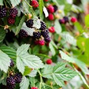 ripening blackberries growing vertically against a fence