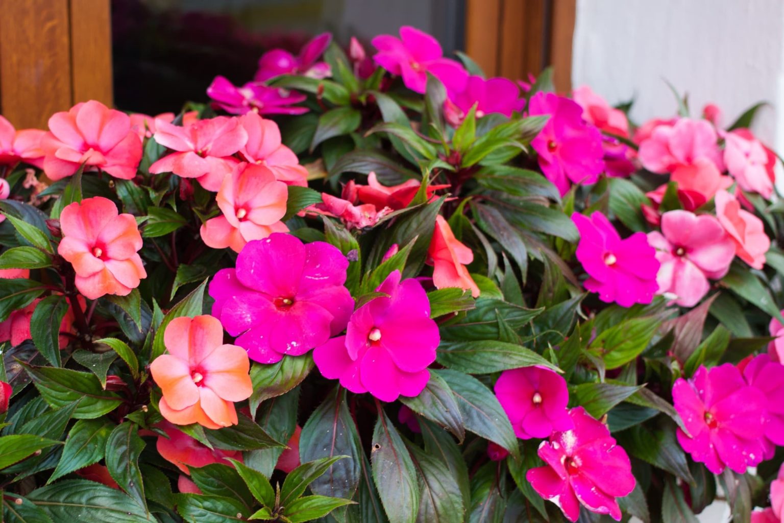 How To Grow Impatiens 'Busy Lizzies' Horticulture.co.uk