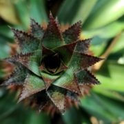 closeup birds eye view of a pineapple top growing outdoors